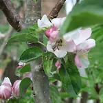 Gerberlaube