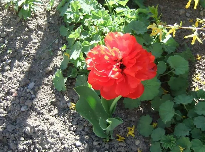 Gerberlaube מסקירך